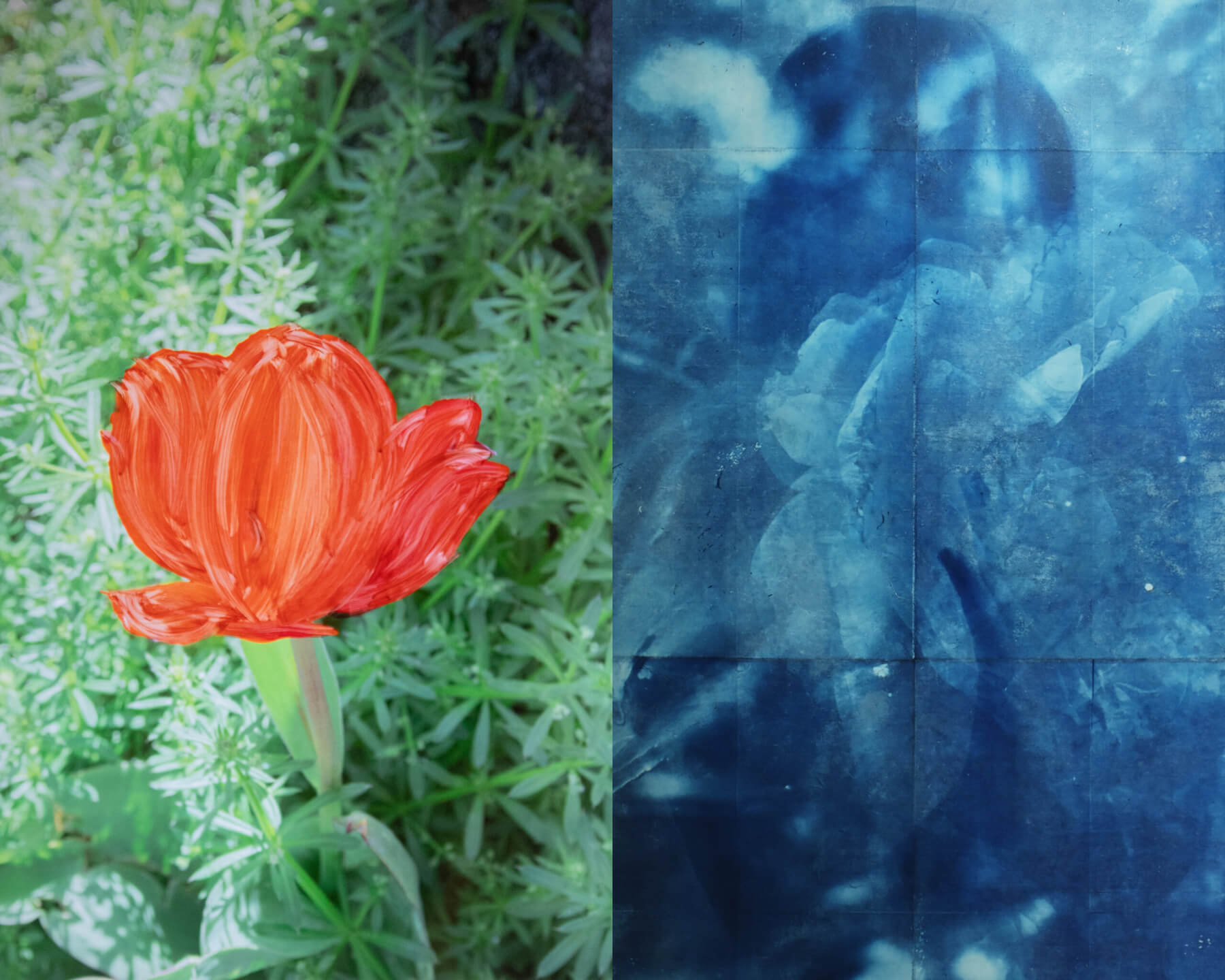 花の写真