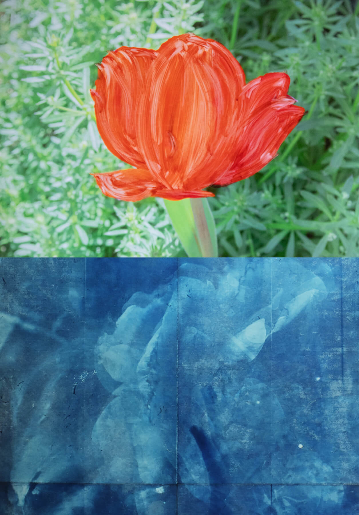 花の写真<br />
津浦 彩京、正村 公宏